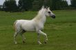 Arabian horse running free