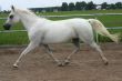 Arabian horse trot