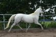 Running arabian horse