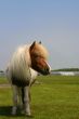 Pony in a field