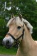 Fjord horse portrait