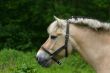 Horse portrait