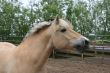 Whinnying horse