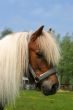 Shetland pony