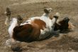 Rolling pony