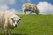 old sheep staring into the lens