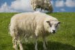 Old sheep staring into the lens