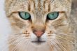 closeup portrait of a kitten with blue eyes