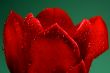 Close up of a red tulip in drops of water