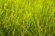 bright green grass texture
