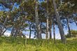 pine tree summer forest landscape