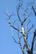dead tree against a blue sky
