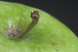 Granny Smith Apple