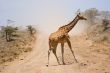 Giraffe crossing the road