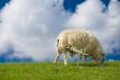 old sheep eating grass