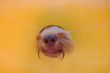 dog nose poking through hole