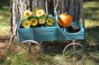 pumpkin cart