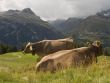 Cows in the mountains