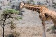 Giraffe feeding on tree