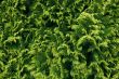 green natural wall