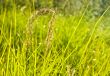 bright green foliage