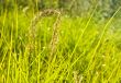 bright green foliage