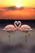 Flamingo Heart
