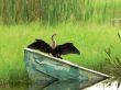 bird - Anhinga or Snake Bird