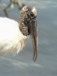 bird - endangered wood stork face 3