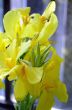 Yellow Flower