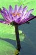 Water Lily