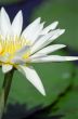 White Flower