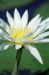 Water Lily