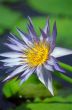 Purple and Yellow Flower