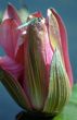 Dragonfly on a Pink Flower