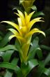Yellow Flower