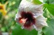 White Flower