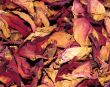 dried rose
