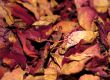 dried rose