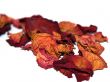 dried rose