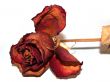dried rose