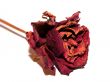 dried rose