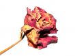 dried rose