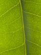 leaf close up