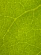 leaf close up