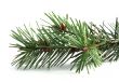 pineneedles