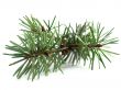 pineneedles