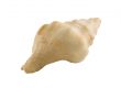 seashell
