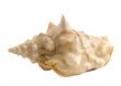 seashell