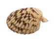 clam shell